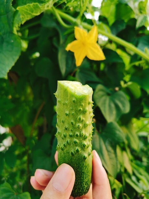 “端午吃五黄，一年病不沾”记得吃5样黄色食物，顺应时令，祛湿又养阳(图4)